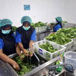 Permohonan SLHS di Bandar Lampung Tersendat, Puluhan Dapur MBG Belum Lolos Uji Higienitas