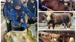 Permintaan Kurban Meningkat, Penjualan Sapi Lampung Naik 40 Persen dan Domba 121 Persen