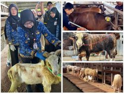 Permintaan Kurban Meningkat, Penjualan Sapi Lampung Naik 40 Persen dan Domba 121 Persen