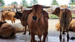 Antusiasme Berkurban Meningkat, Pemotongan Sapi di Lampung Tembus 24.986 Ekor